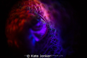 LENS
Close up of a cuttlefish using reverse ring macro a... by Kate Jonker 